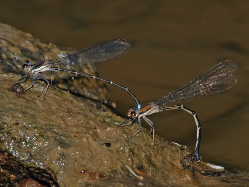 Pair with ovipositing female
2006_05_27_Chattooga Pair with ovipositing female
2006_05_27_Chattooga